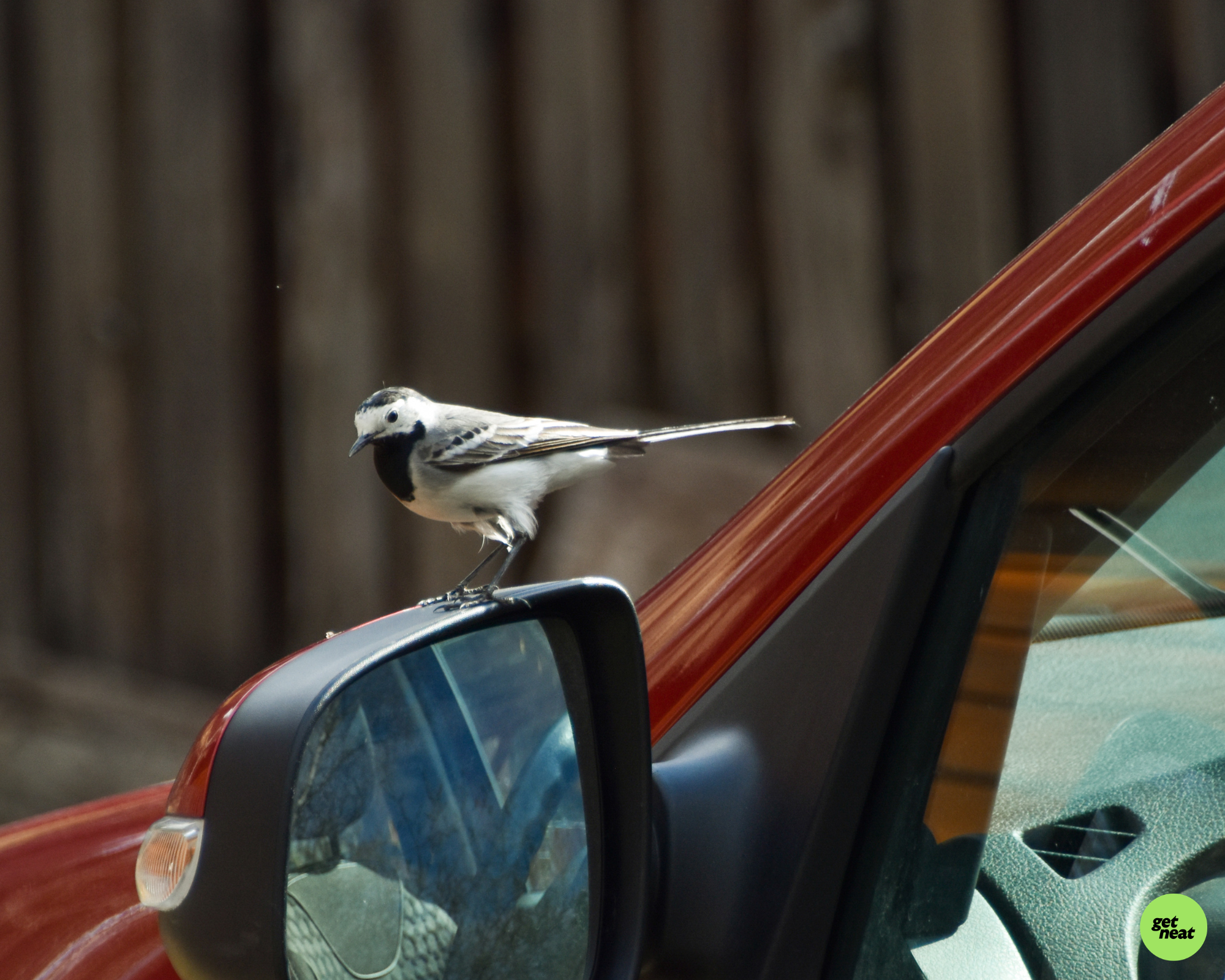 How Bird Poop Can Permanently Damage Your Car Paint
