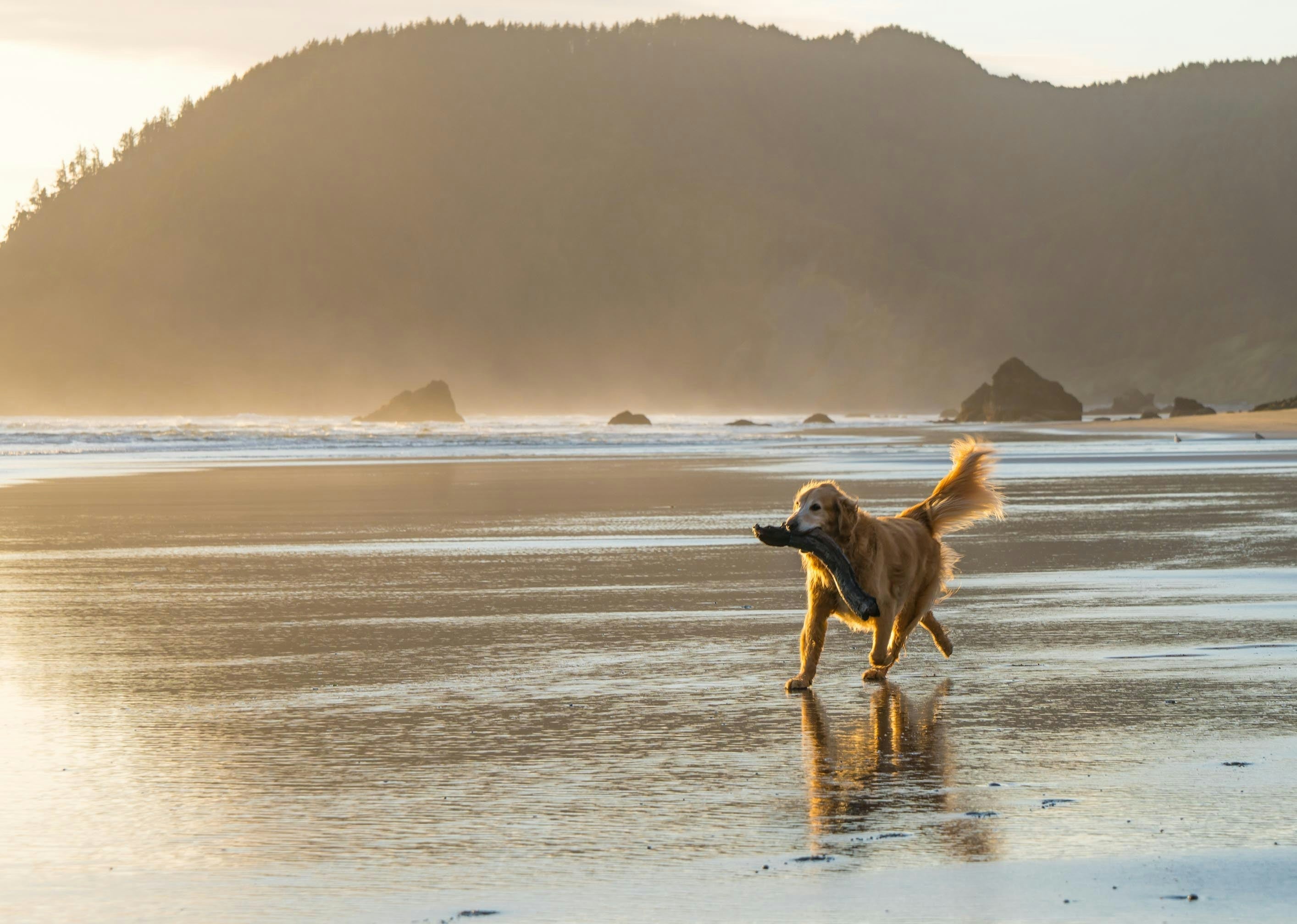 Best Dog-Friendly Beaches in Sydney: A Complete Guide