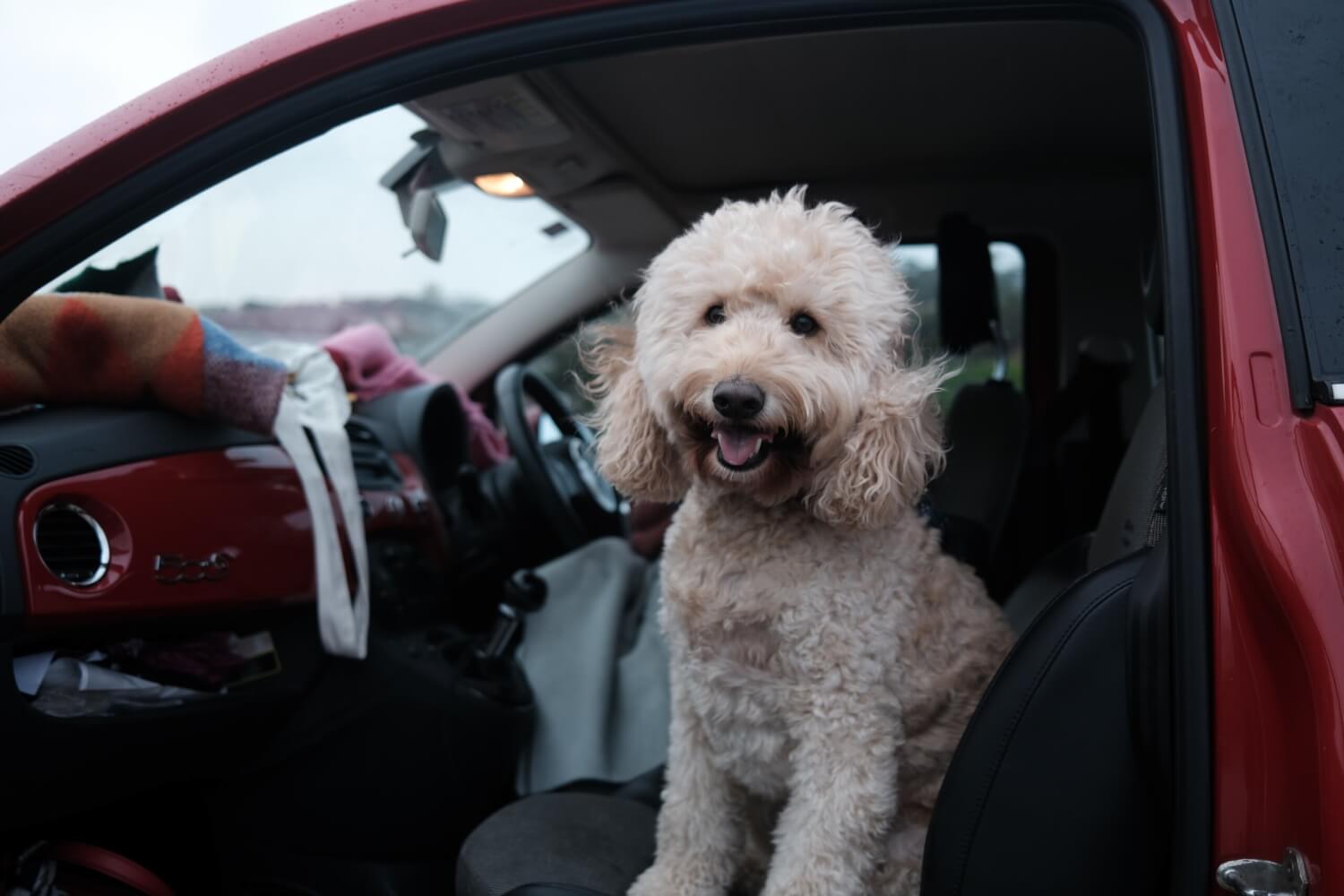 7 tips for travelling with a dog in a car